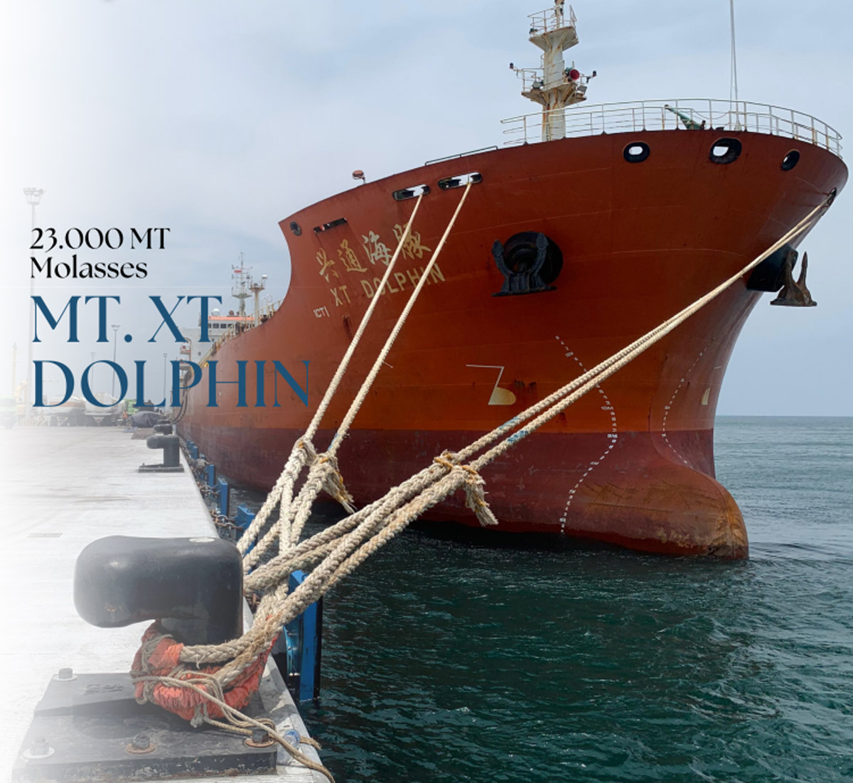 dolphin