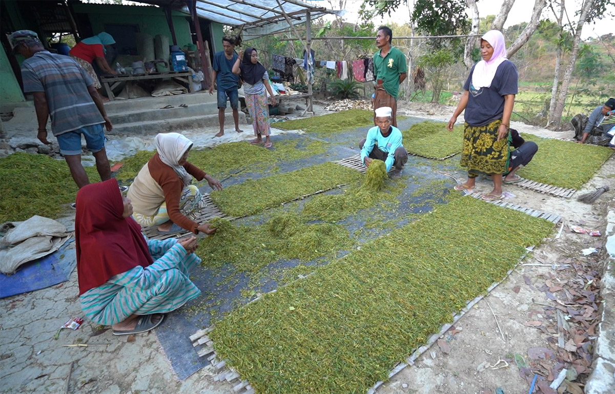 panen tembakau